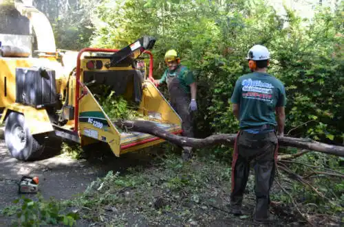 tree services Calimesa